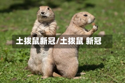 土拨鼠新冠/土拨鼠 新冠-第2张图片