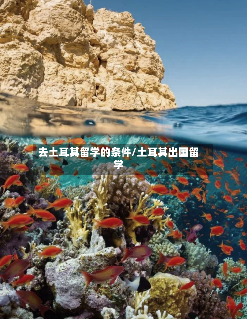 去土耳其留学的条件/土耳其出国留学