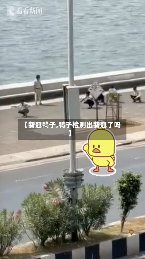 【新冠鸭子,鸭子检测出新冠了吗】-第3张图片